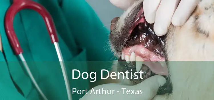 Dog Dentist Port Arthur - Texas