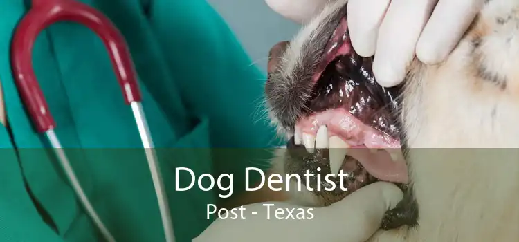 Dog Dentist Post - Texas