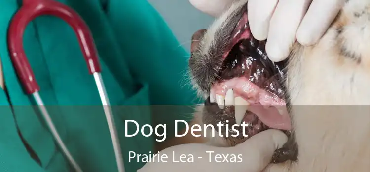 Dog Dentist Prairie Lea - Texas