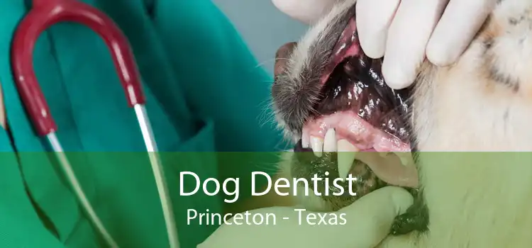 Dog Dentist Princeton - Texas