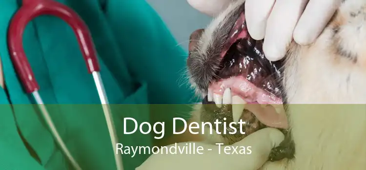 Dog Dentist Raymondville - Texas