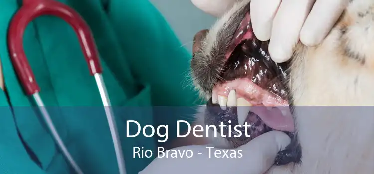 Dog Dentist Rio Bravo - Texas