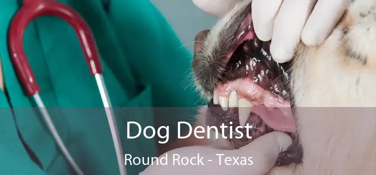 Dog Dentist Round Rock - Texas