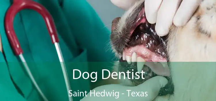 Dog Dentist Saint Hedwig - Texas
