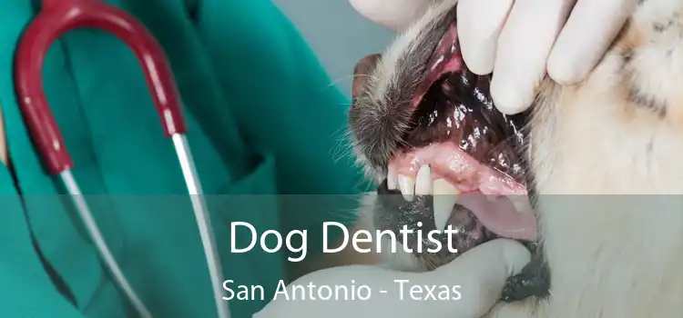 Dog Dentist San Antonio - Texas