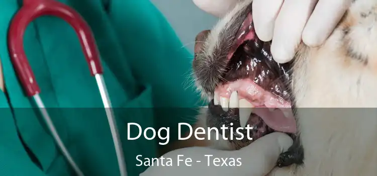 Dog Dentist Santa Fe - Texas