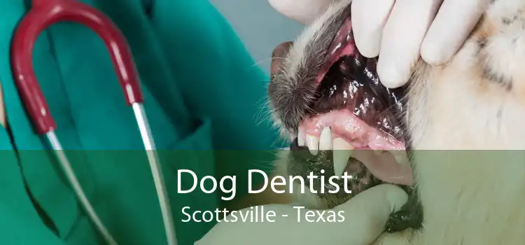 Dog Dentist Scottsville - Texas
