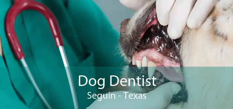 Dog Dentist Seguin - Texas