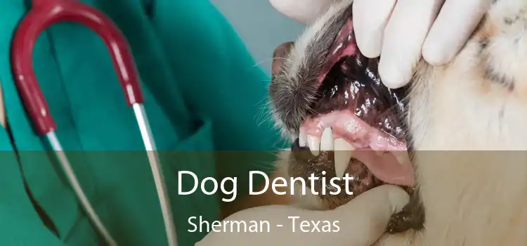 Dog Dentist Sherman - Texas
