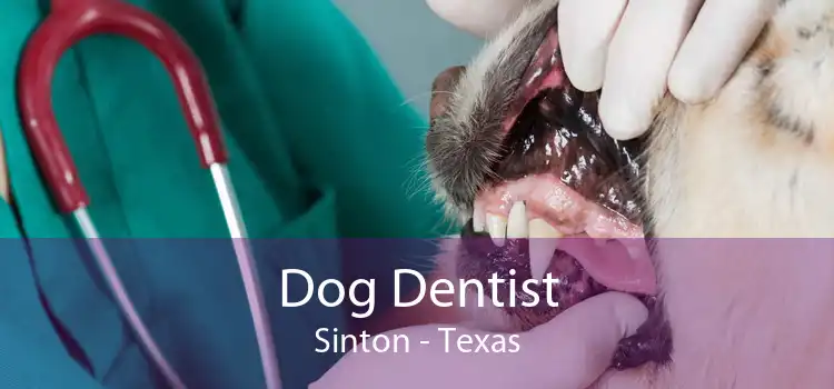 Dog Dentist Sinton - Texas