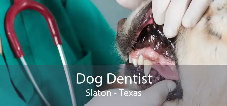 Dog Dentist Slaton - Texas