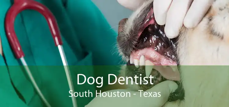 Dog Dentist South Houston - Texas