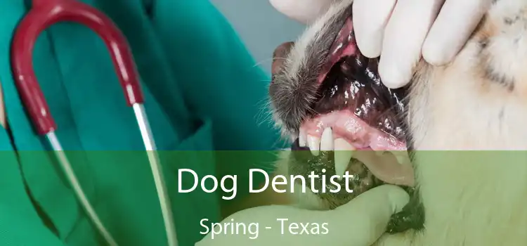 Dog Dentist Spring - Texas