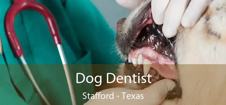 Dog Dentist Stafford - Texas