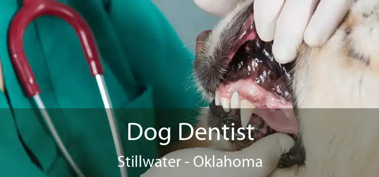 Dog Dentist Stillwater - Oklahoma