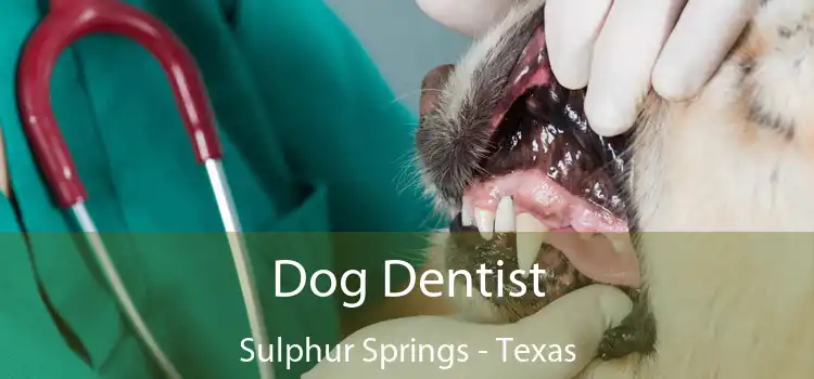 Dog Dentist Sulphur Springs - Texas