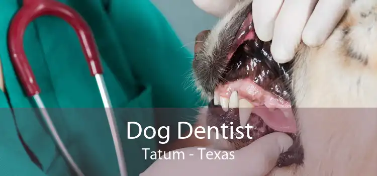 Dog Dentist Tatum - Texas
