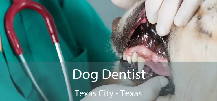 Dog Dentist Texas City - Texas