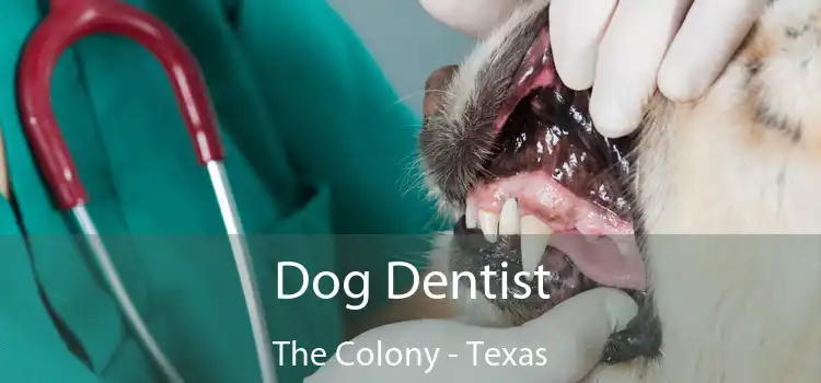 Dog Dentist The Colony - Texas
