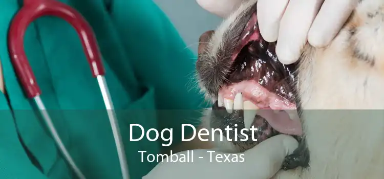 Dog Dentist Tomball - Texas