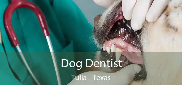 Dog Dentist Tulia - Texas
