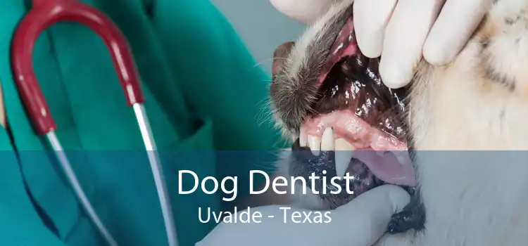 Dog Dentist Uvalde - Texas