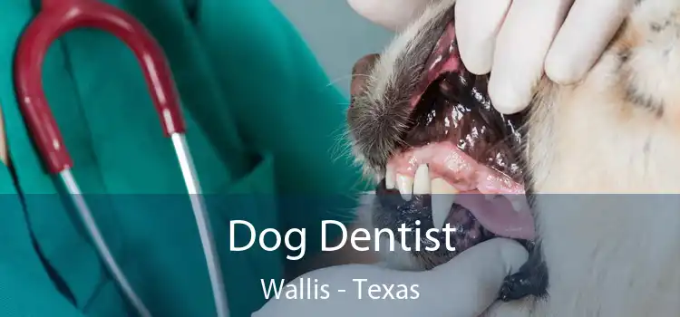 Dog Dentist Wallis - Texas