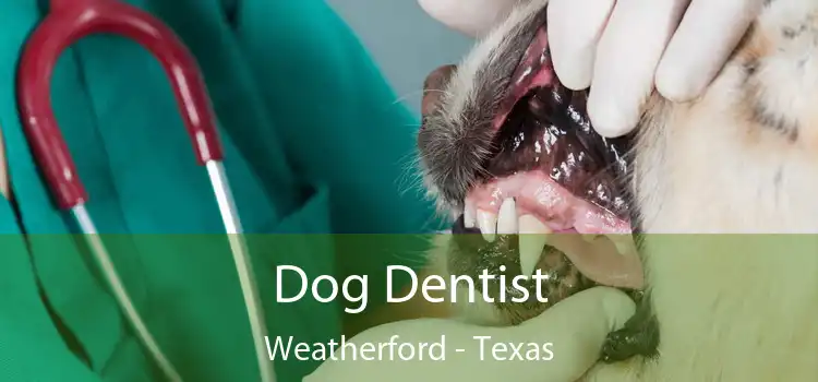 Dog Dentist Weatherford - Texas