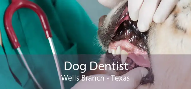 Dog Dentist Wells Branch - Texas