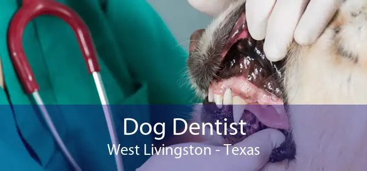 Dog Dentist West Livingston - Texas