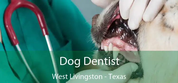 Dog Dentist West Livingston - Texas