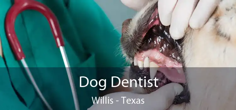 Dog Dentist Willis - Texas
