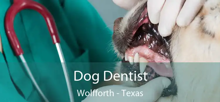 Dog Dentist Wolfforth - Texas