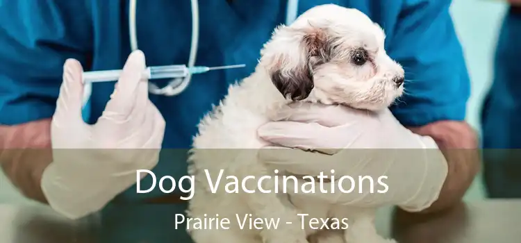 Dog Vaccinations Prairie View - Texas