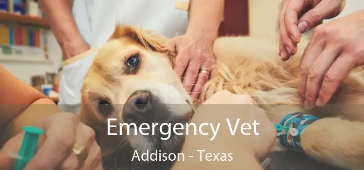 Emergency Vet Addison - Texas