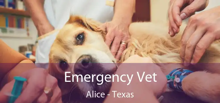 Emergency Vet Alice - Texas