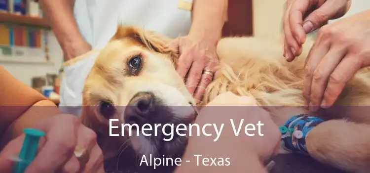 Emergency Vet Alpine - Texas