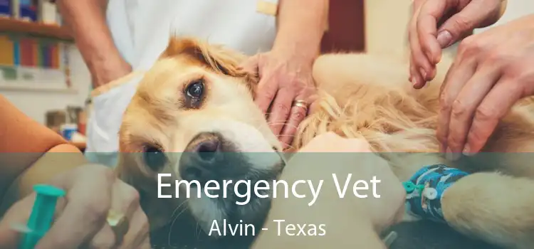 Emergency Vet Alvin - Texas