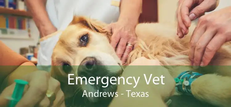 Emergency Vet Andrews - Texas