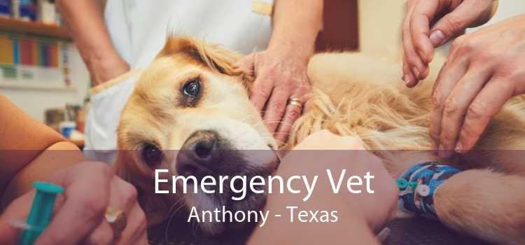 Emergency Vet Anthony - Texas