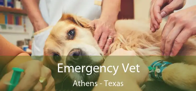 Emergency Vet Athens - Texas