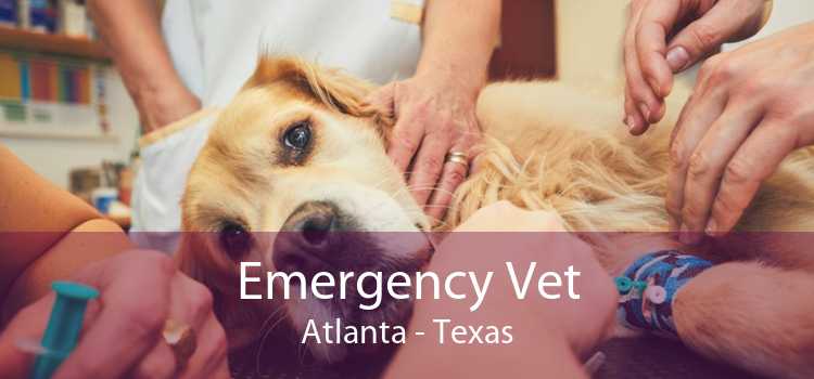 Emergency Vet Atlanta - Texas