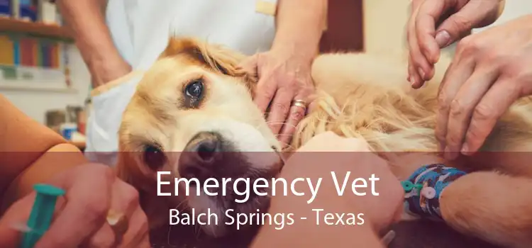 Emergency Vet Balch Springs - Texas