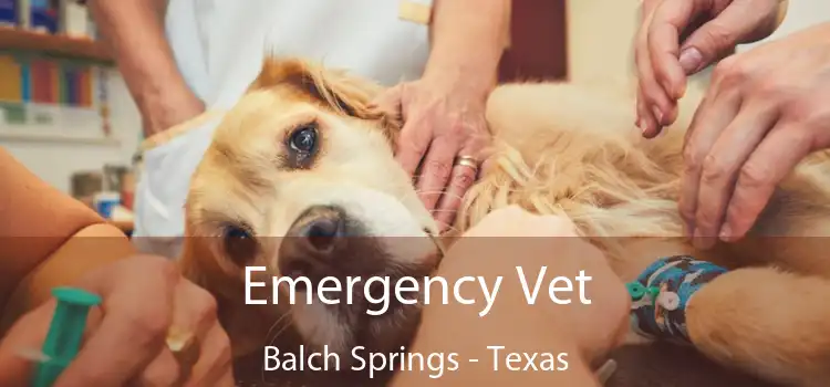 Emergency Vet Balch Springs - Texas