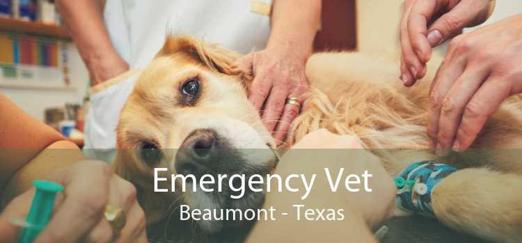 Emergency Vet Beaumont - Texas