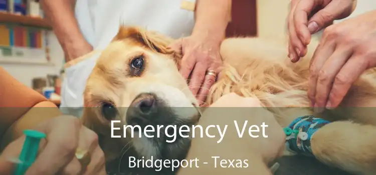 Emergency Vet Bridgeport - Texas