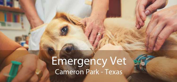 Emergency Vet Cameron Park - Texas