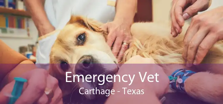 Emergency Vet Carthage - Texas