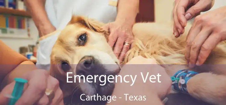 Emergency Vet Carthage - Texas