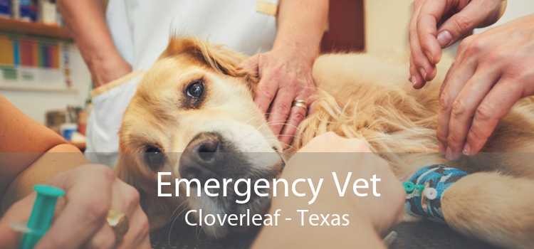 Emergency Vet Cloverleaf - Texas